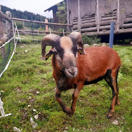 Hallmoosgut Sankt Johann im Pongau Eksteriør billede