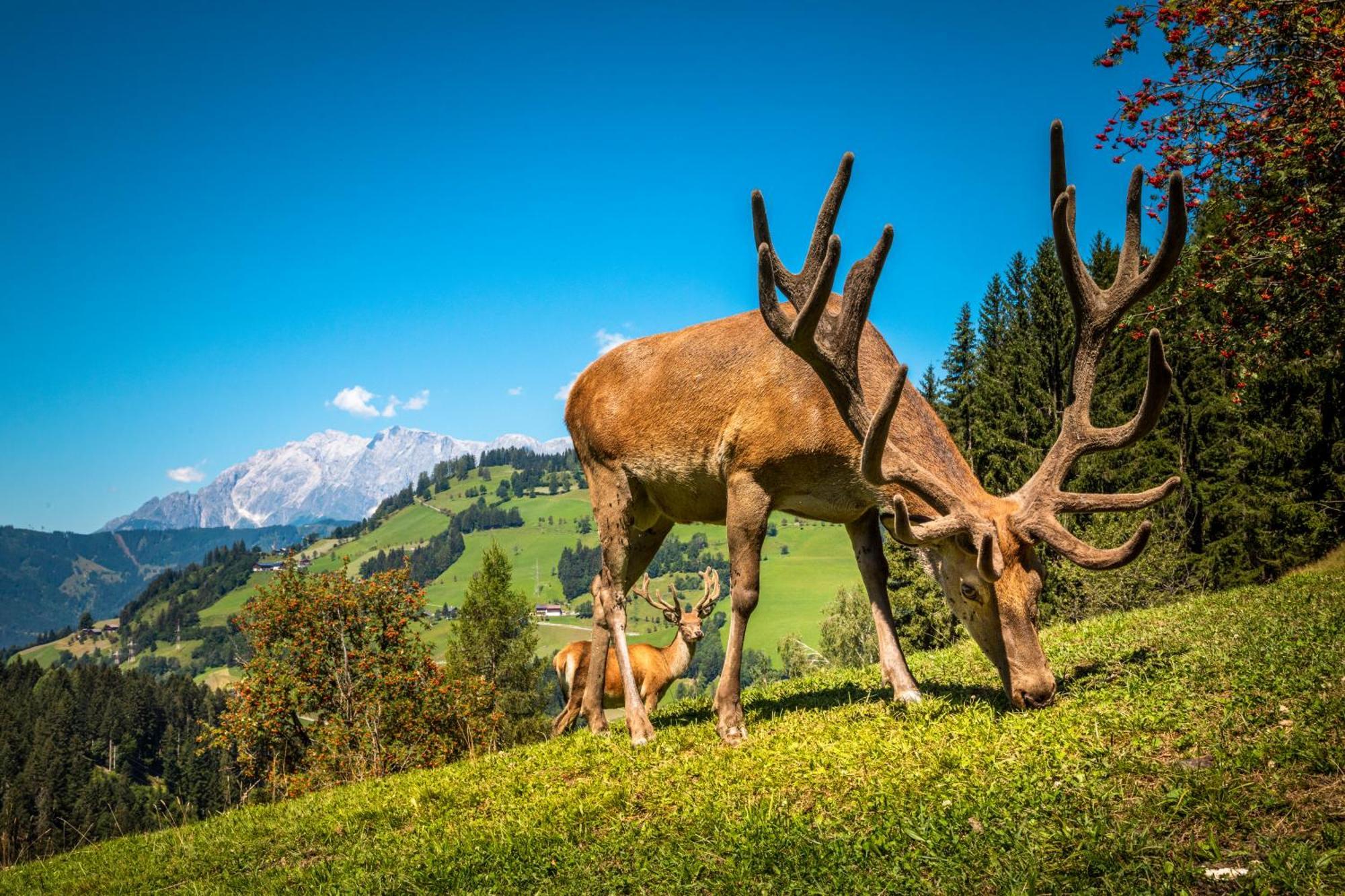 Hallmoosgut Sankt Johann im Pongau Eksteriør billede
