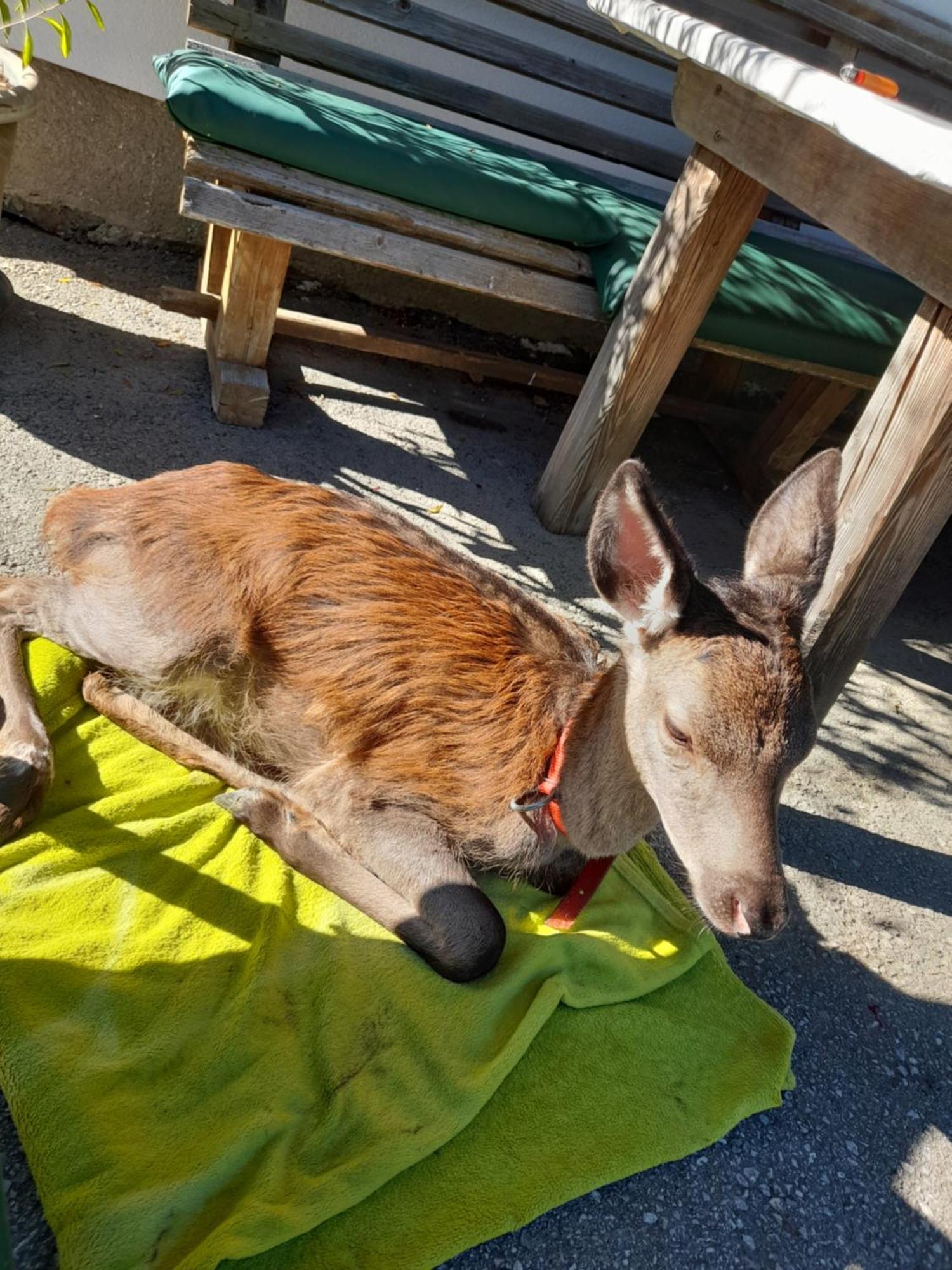 Hallmoosgut Sankt Johann im Pongau Eksteriør billede