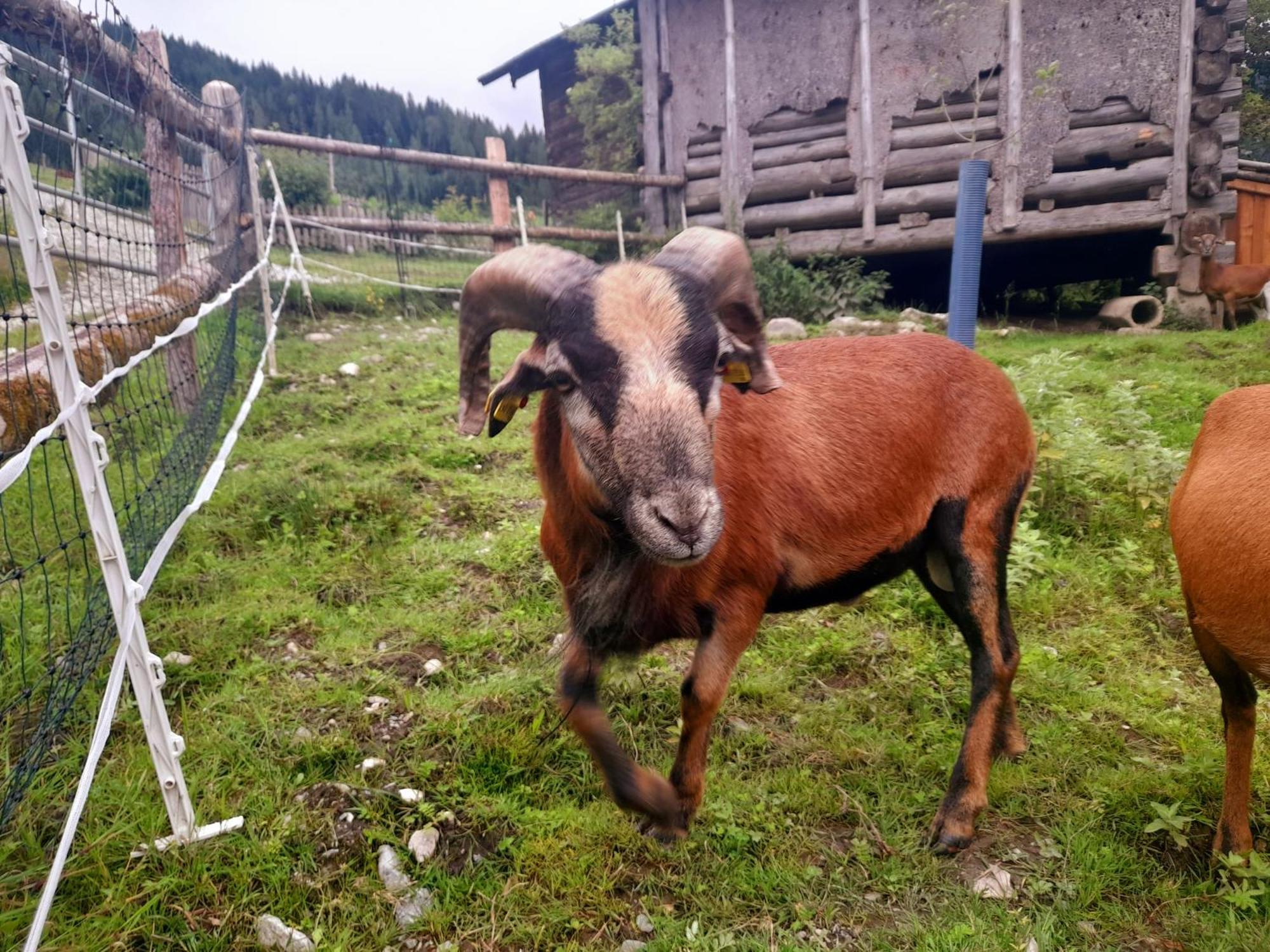 Hallmoosgut Sankt Johann im Pongau Eksteriør billede